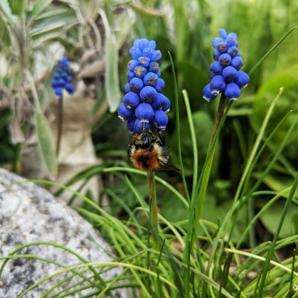Hummel an blauer Traubenhyazinthe