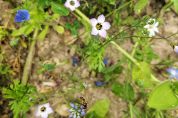 Biene auf blauer Blüte