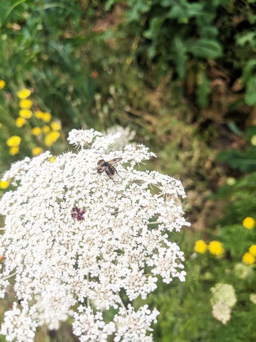 Insekt auf weißer Blüte