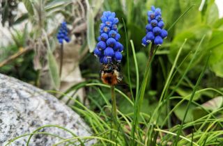 Hummel an blauer Traubenhyazinthe