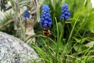 Hummel an blauer Traubenhyazinthe