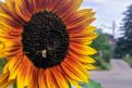 Hummel an Sonnenblume