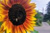 Hummel an Sonnenblume